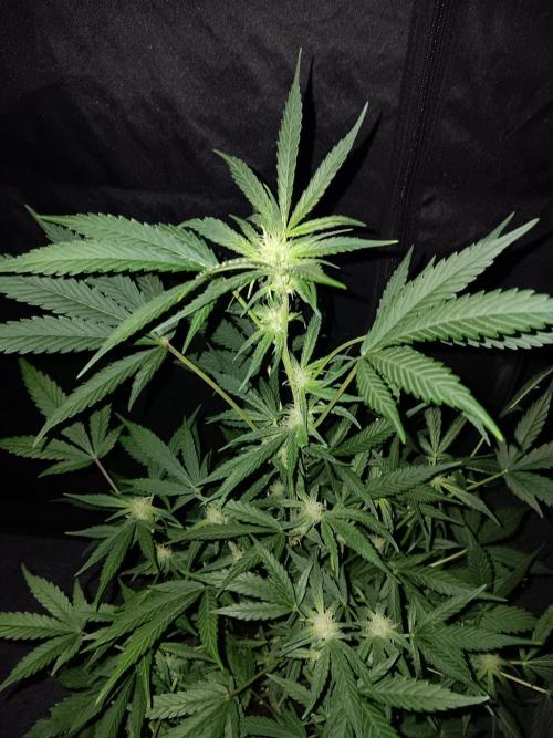 JVK Grow RQS Royal Bluematic Auto 1. Week 6