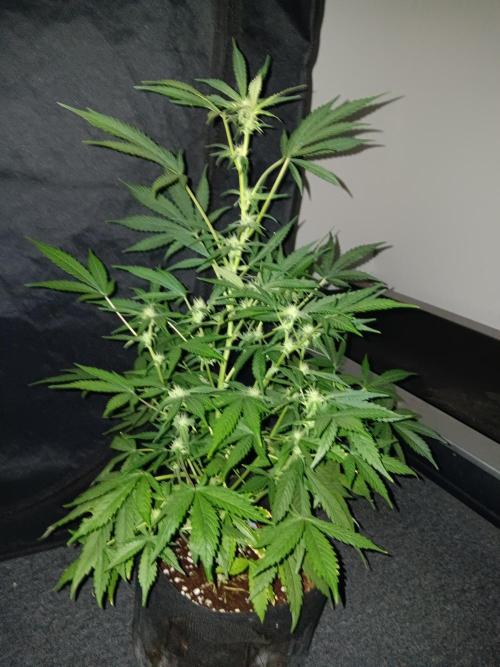 JVK Grow RQS Royal Bluematic Auto 1. Week 6