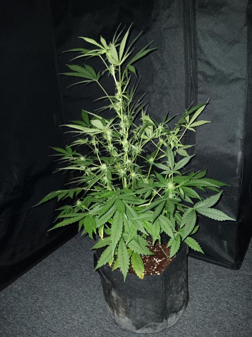 JVK Grow RQS Royal Bluematic Auto 1. Week 6