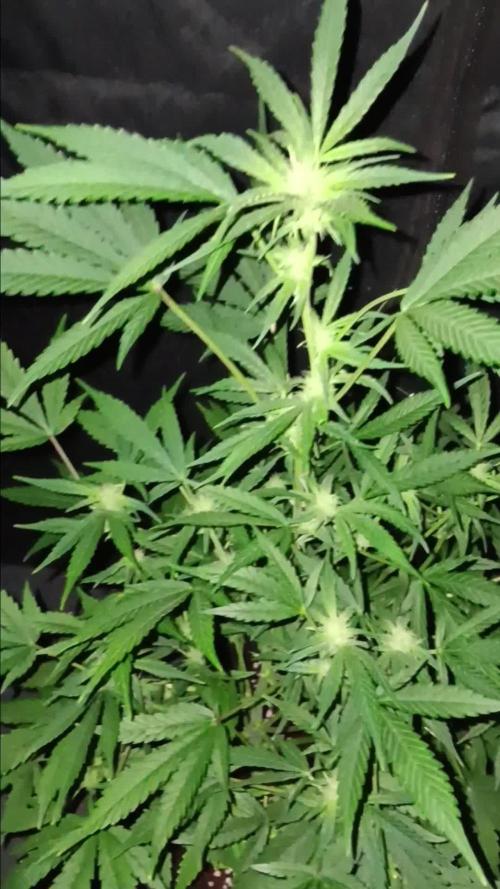 JVK Grow RQS Royal Bluematic Auto 1