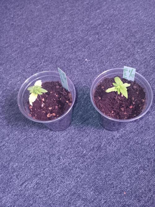 JVK Grow Quickone3. Week 2