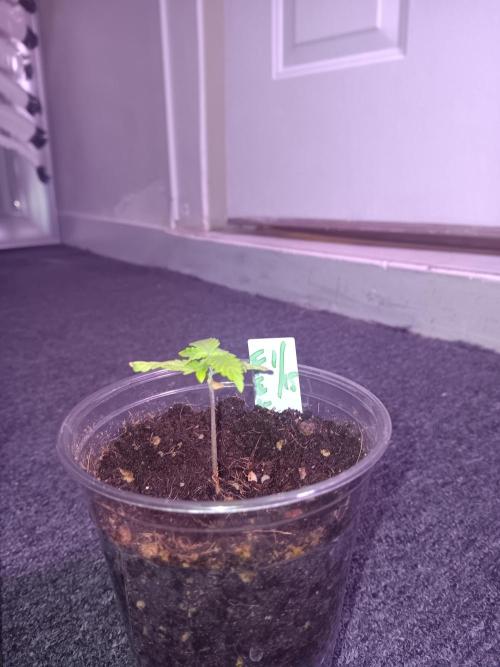 JVK Grow Quickone3. Week 2