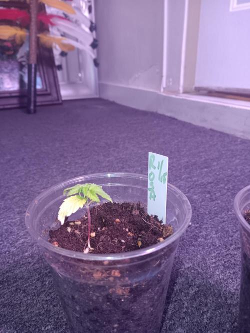 JVK Grow Quickone3. Week 2