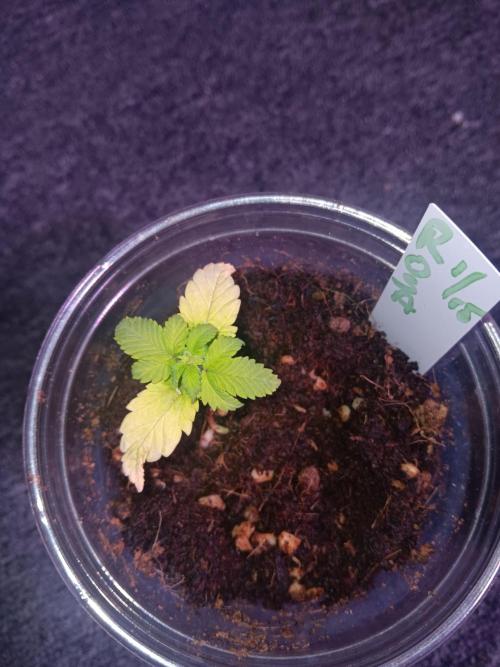 JVK Grow Quickone3. Week 2