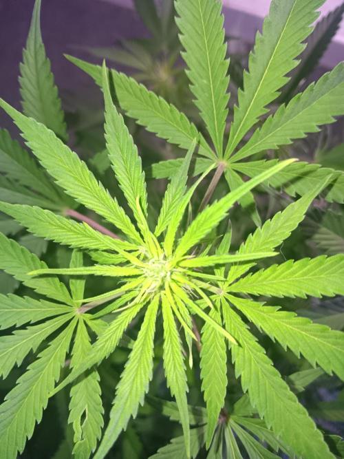 JVK Grow RQS Northern Lights Auto 1. Week 8