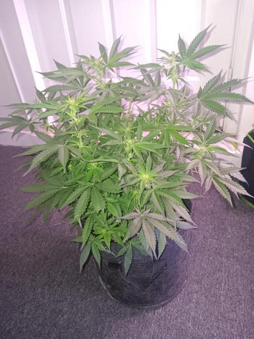 JVK Grow RQS Northern Lights Auto 1. Week 8