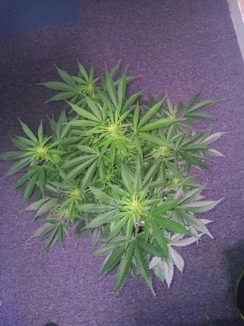 JVK Grow RQS Northern Lights Auto 1. Week 8