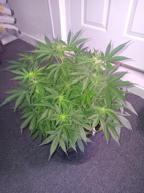 JVK Grow RQS Northern Lights Auto 1. Week 8