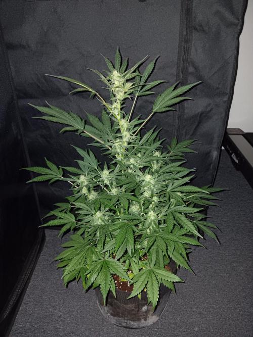 JVK Grow RQS Royal Bluematic Auto 1. Week 7