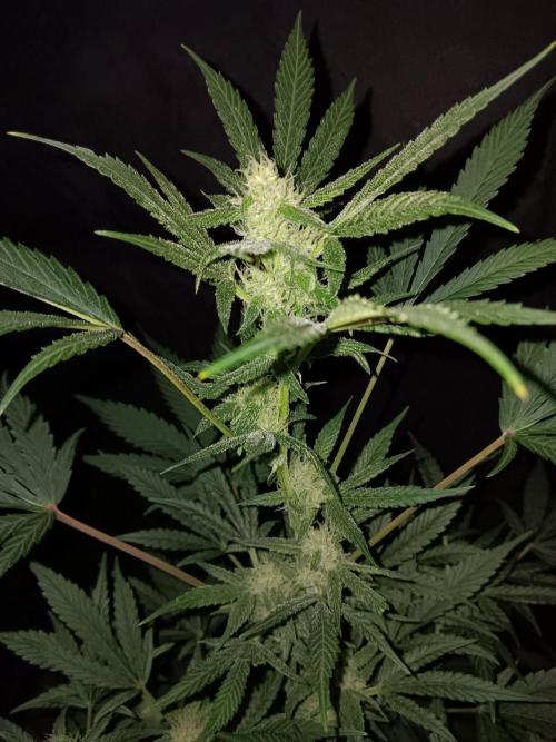 JVK Grow RQS Royal Bluematic Auto 1. Week 7