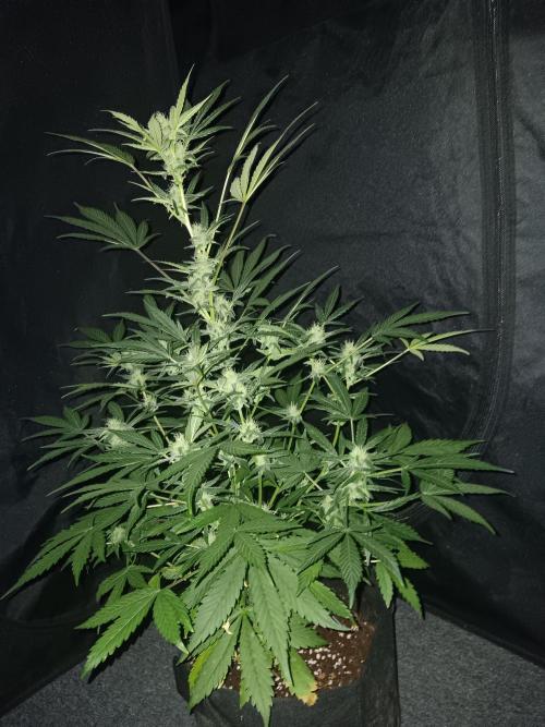 JVK Grow RQS Royal Bluematic Auto 1. Week 7