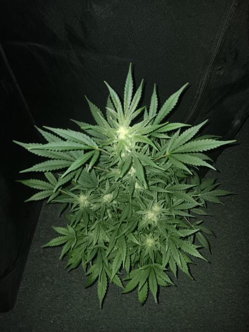 JVK Grow RQS Royal Bluematic Auto 1. Week 7