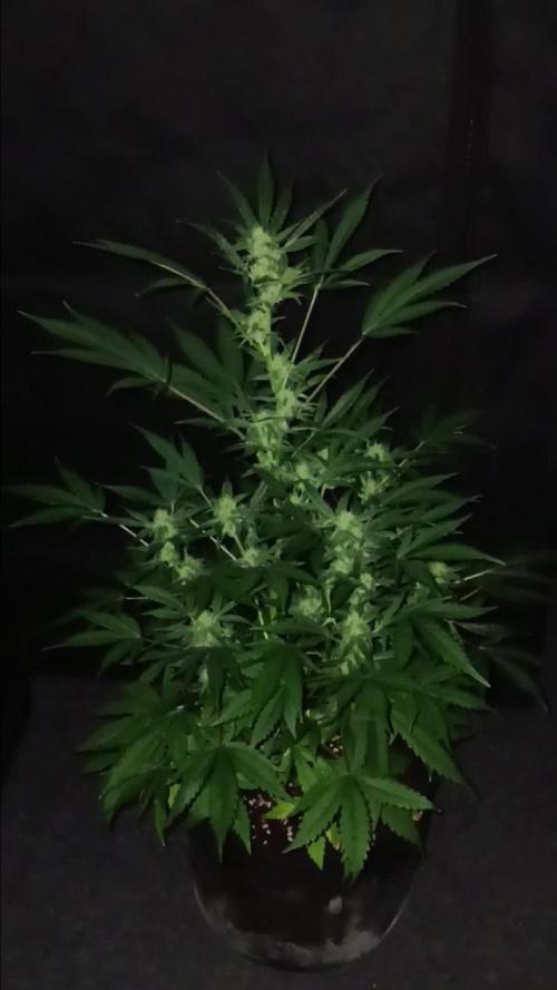 JVK Grow RQS Royal Bluematic Auto 1