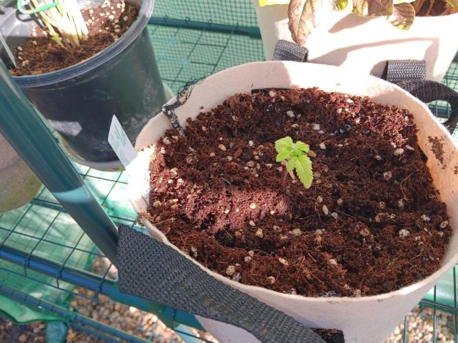 JVK Grow Quickone3. Week 3