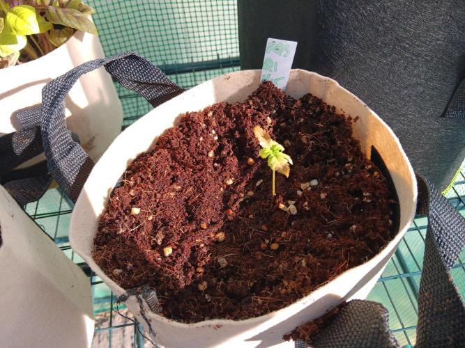 JVK Grow Quickone3. Week 3