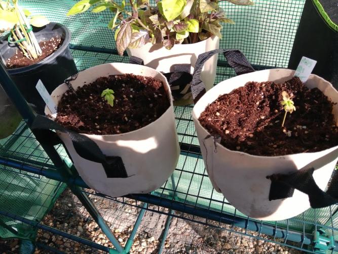 JVK Grow Quickone3. Week 3