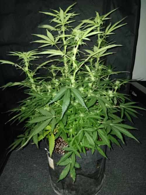 JVK Grow RQS Northern Lights Auto 1. Week 9