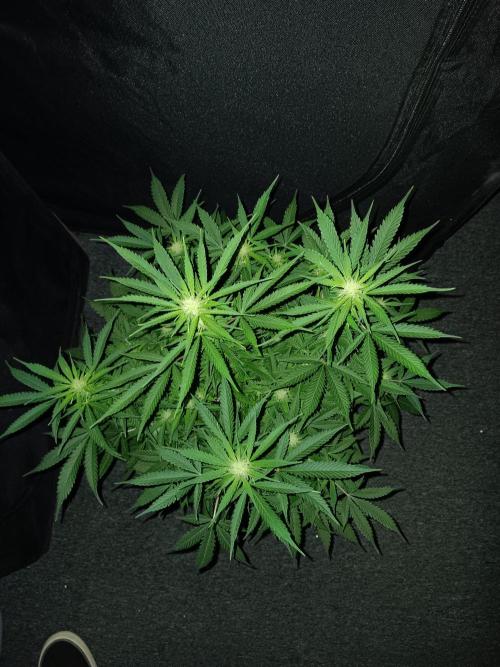 JVK Grow RQS Northern Lights Auto 1. Week 9