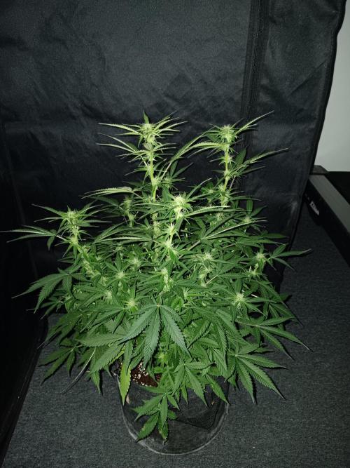 JVK Grow RQS Northern Lights Auto 1. Week 9