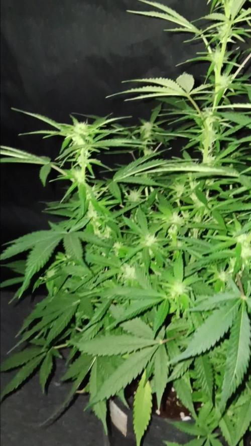 JVK Grow RQS Northern Lights Auto 1