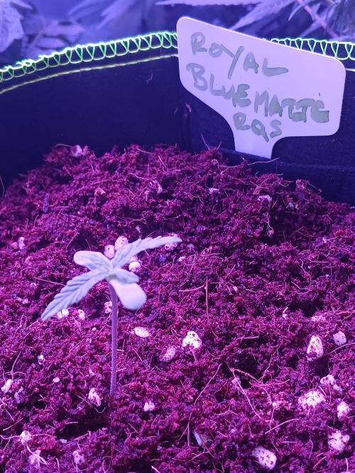 RQS Royal Bluematic Auto 2. Week 1