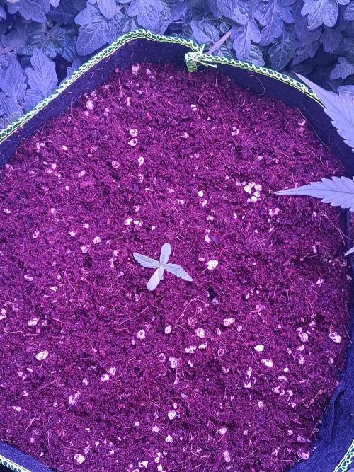 RQS Royal Bluematic Auto 2. Week 1