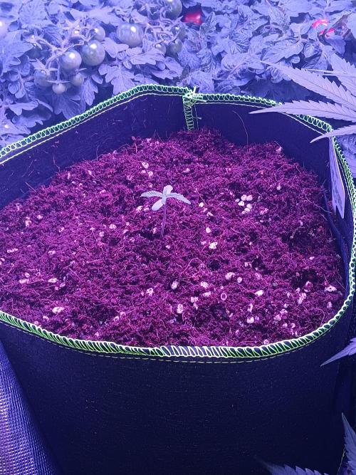 RQS Royal Bluematic Auto 2. Week 1