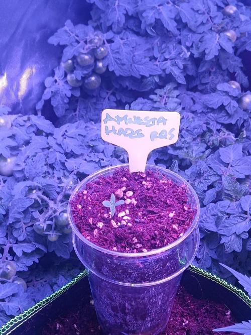 RQS Amnesia Haze Auto 1. Week 0