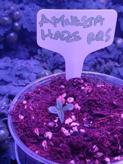 RQS Amnesia Haze Auto 1. Week 0