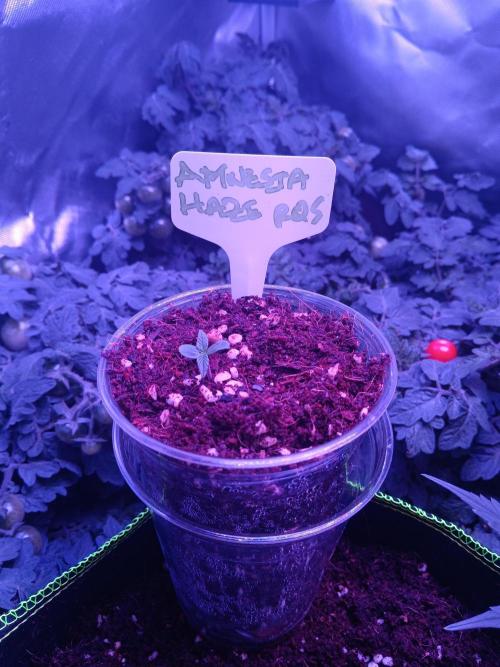 RQS Amnesia Haze Auto 1. Week 0