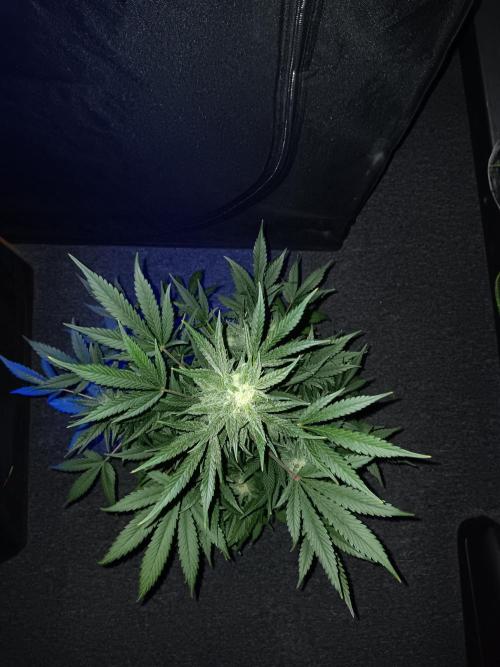 JVK Grow RQS Royal Bluematic Auto 1. Week 8