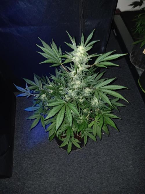 JVK Grow RQS Royal Bluematic Auto 1. Week 8