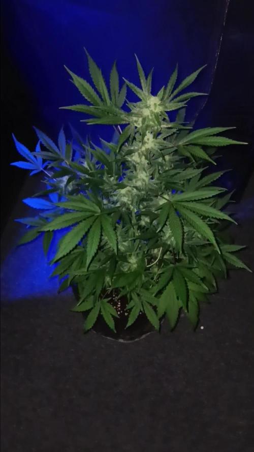 JVK Grow RQS Royal Bluematic Auto 1