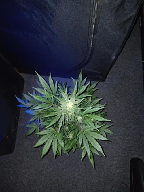 JVK Grow RQS Royal Bluematic Auto 1. Week 8