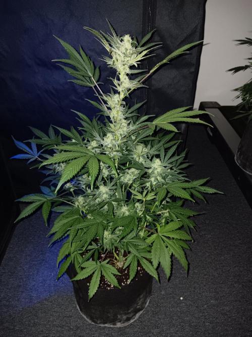 JVK Grow RQS Royal Bluematic Auto 1. Week 8