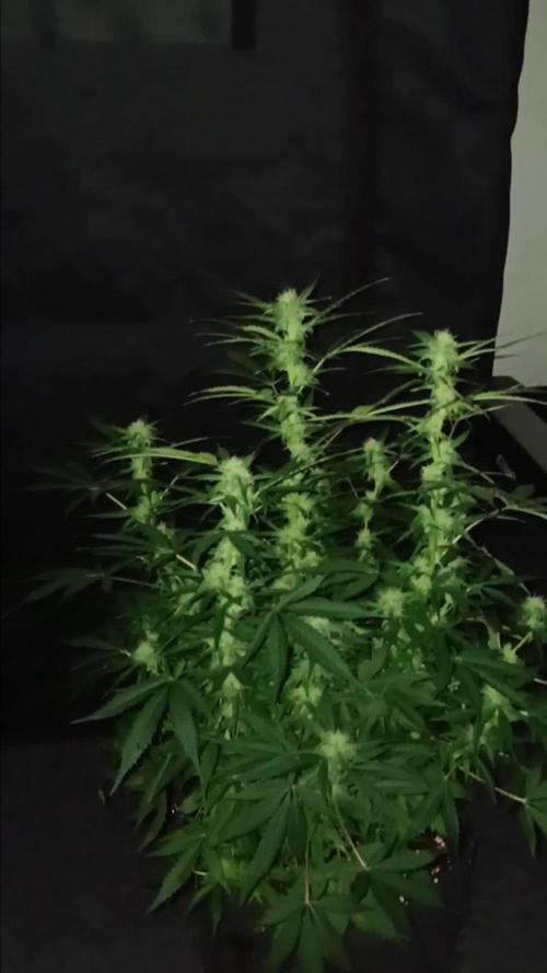 JVK Grow RQS Northern Lights Auto 1