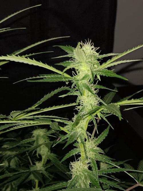 JVK Grow RQS Northern Lights Auto 1. Week 10