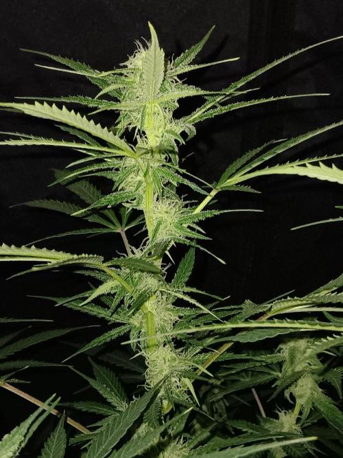 JVK Grow RQS Northern Lights Auto 1. Week 10