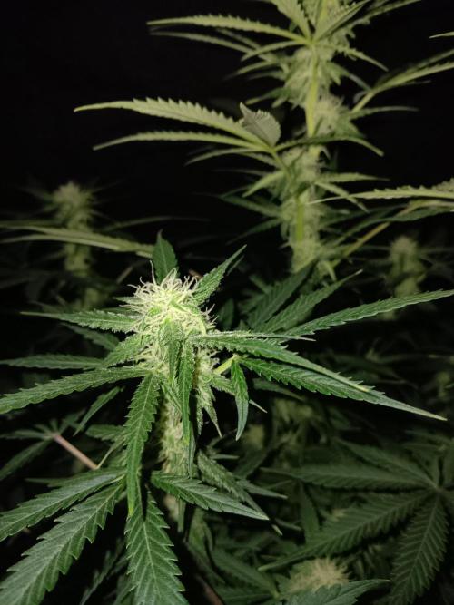 JVK Grow RQS Northern Lights Auto 1. Week 10