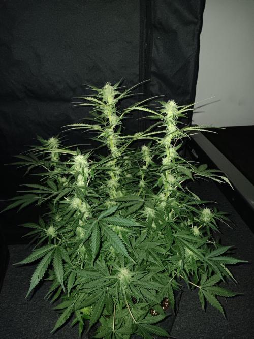 JVK Grow RQS Northern Lights Auto 1. Week 10