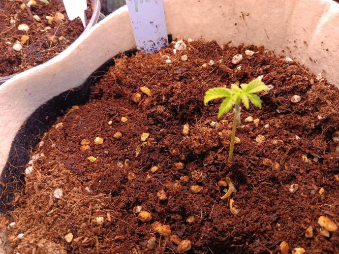 JVK Grow Quickone3. Week 4