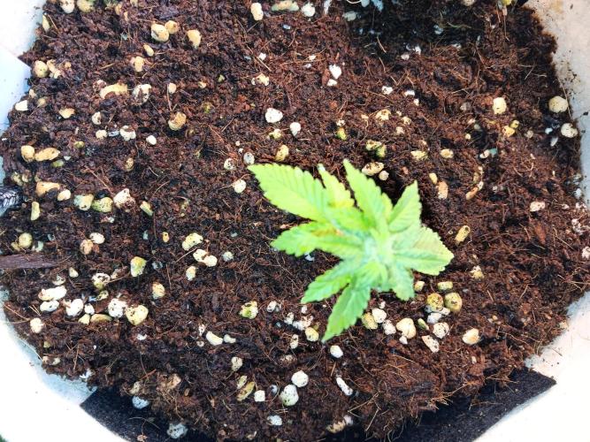 JVK Grow Quickone3. Week 4