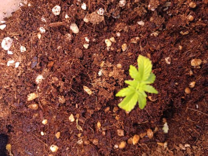 JVK Grow Quickone3. Week 4