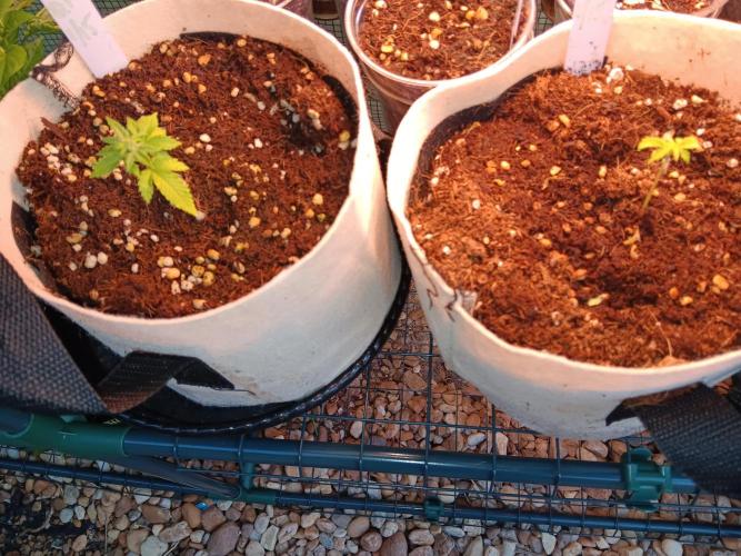 JVK Grow Quickone3. Week 4