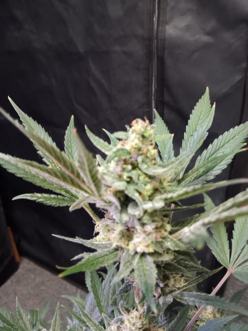 JVK Grow Bluematic Auto 1. Week 9