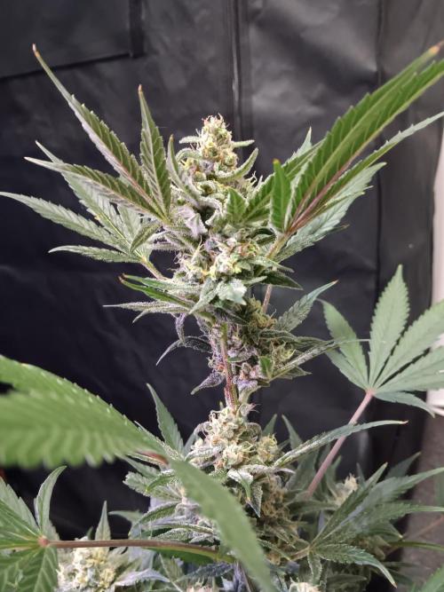 JVK Grow Bluematic Auto 1. Week 9