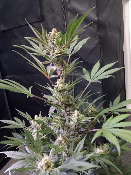 JVK Grow Bluematic Auto 1. Week 9