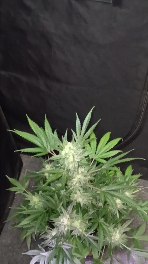 JVK Grow RQS Royal Bluematic Auto 1