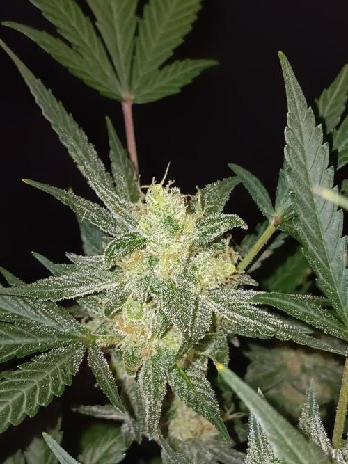 JVK Grow Bluematic Auto 1. Week 9