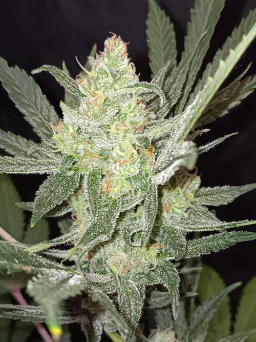 JVK Grow Bluematic Auto 1. Week 9